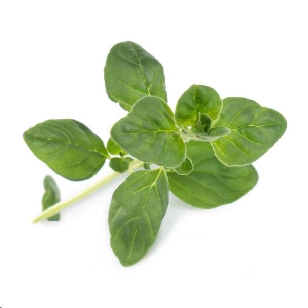 Véritable Lingot Oregano - BIO1