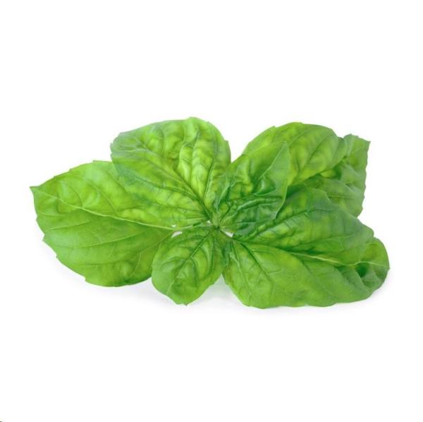 Véritable Lingot Bazalka mamutí1