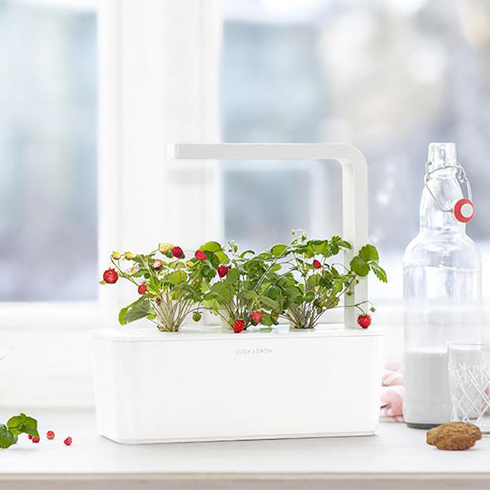 Smart Garden Lesné jahody 