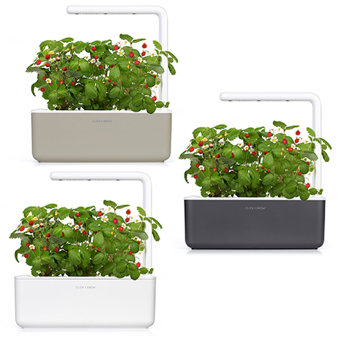 Smart Garden Lesné jahody 