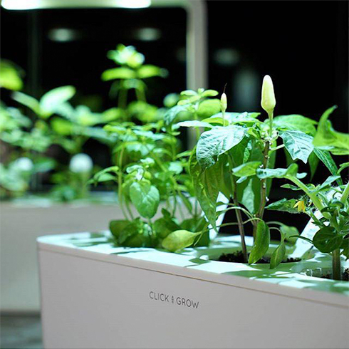 Smart Garden Chili papričky 