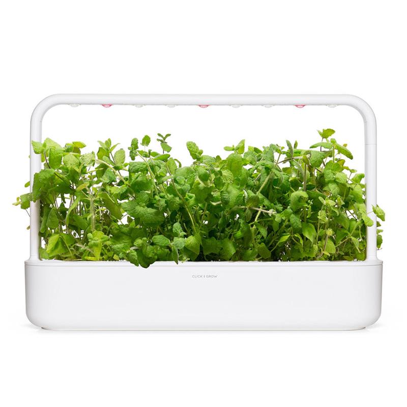Smart Garden Mäta pieporná 