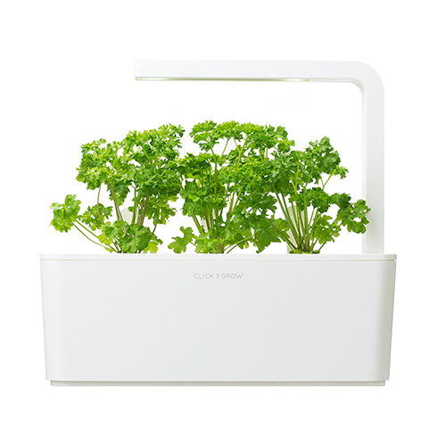 Smart Garden Petržlen 