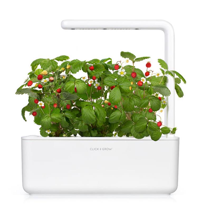 Smart Garden Lesné jahody 