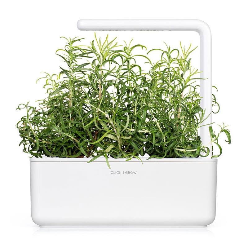 Smart Garden Rozmarín 