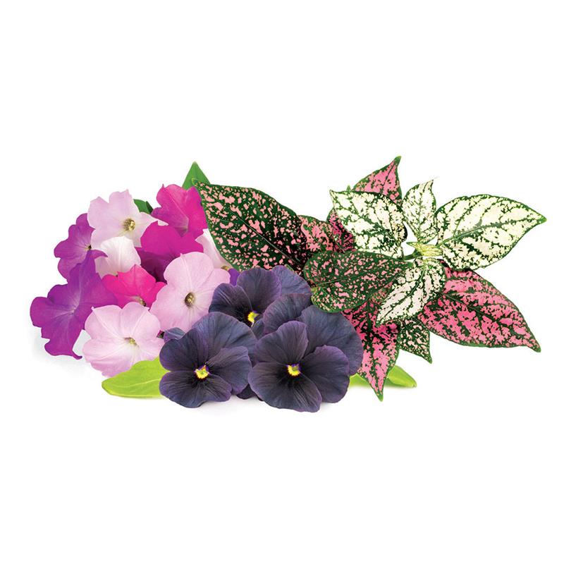 Smart Garden Mix kvetín  3-pack 