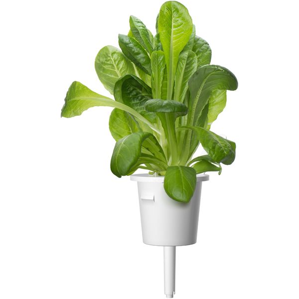 Smart Garden Rímsky šalát 